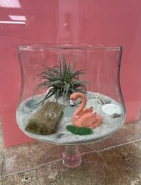 Air Plant Terrariums
